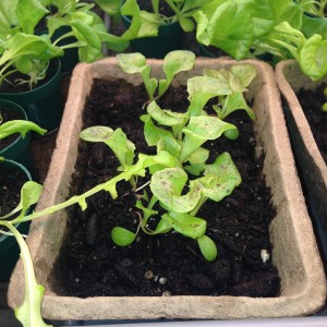 UG_Lettuce